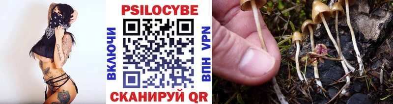Купить закладки  Волосово  Псилоцибиновые грибы Magic Shrooms 